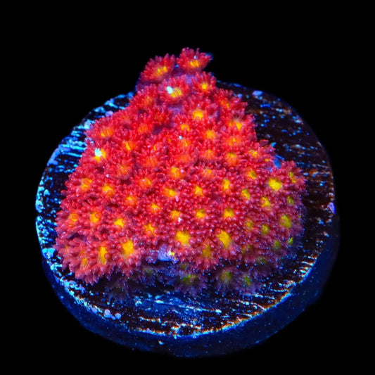 TSA Raspberry Limeade Goniopora Coral