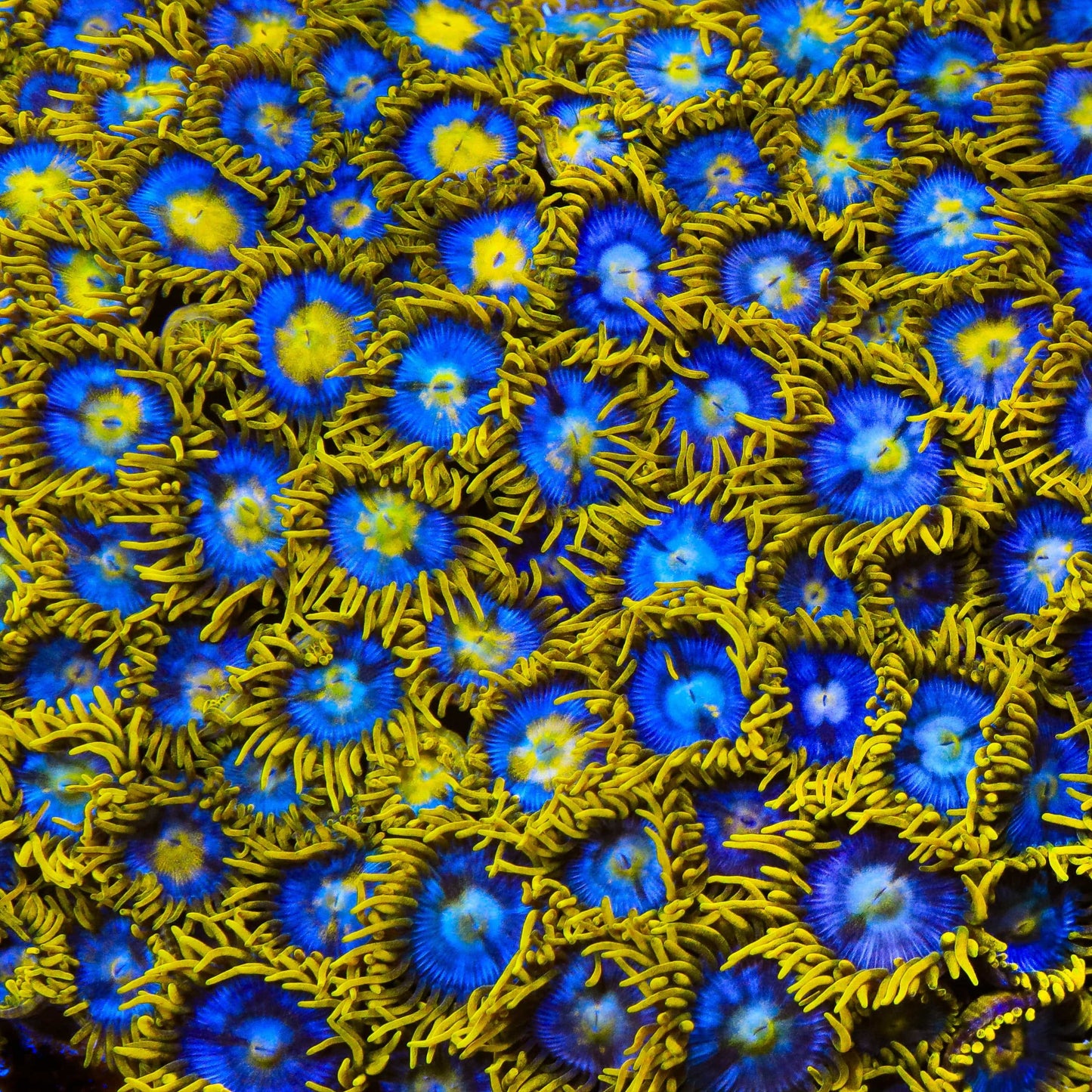 TSA Smurfette Zoanthids Coral