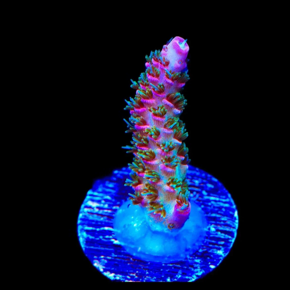 TSA Sour Tsunami Acropora Coral