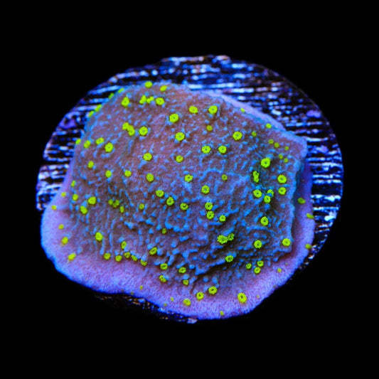 TSA Starry Night Montipora Coral