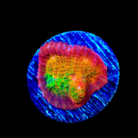 TSA Sunburst Chalice Coral