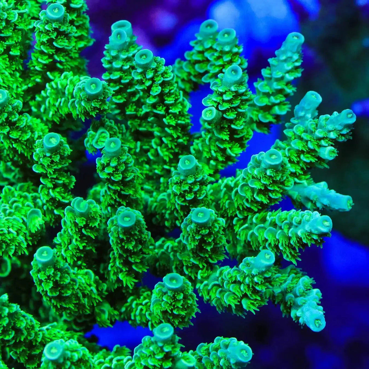 TSA The Banger Tenuis Acropora Coral