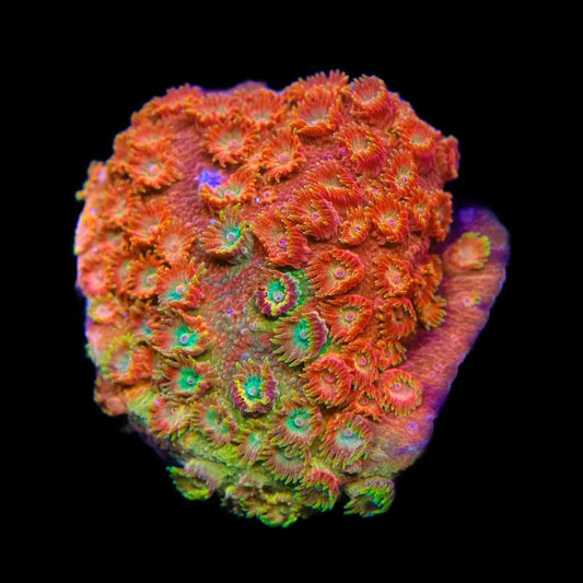 TSA Tropicana Twist Cyphastrea Coral