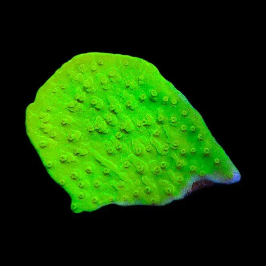 Tyree Toxic Aequituberculata Montipora Cap Coral