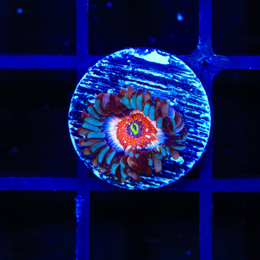 White Zombie Zoanthids Coral