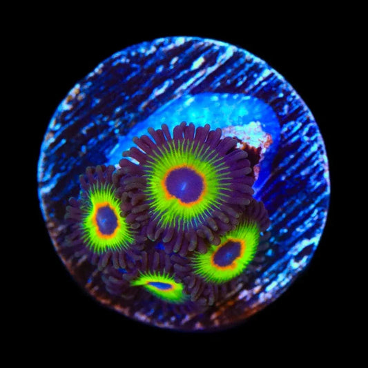 Bob Marley Zoanthids Coral