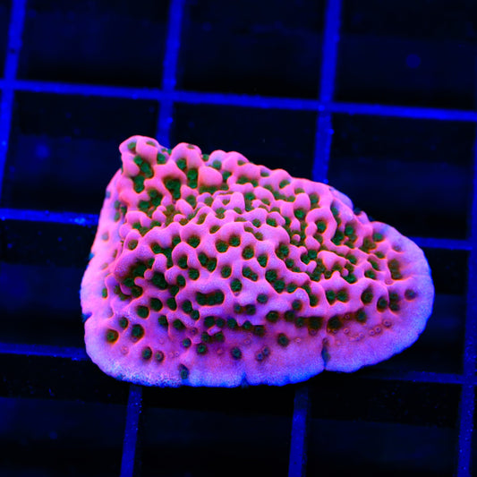 Cherry Tree Montipora Coral