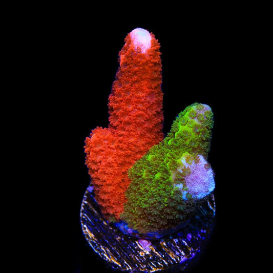 Contraband Montipora Digitata Coral