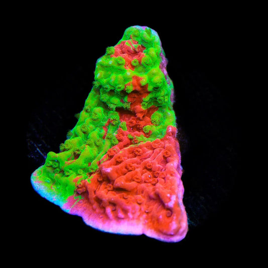 Grafted Montipora Cap Coral