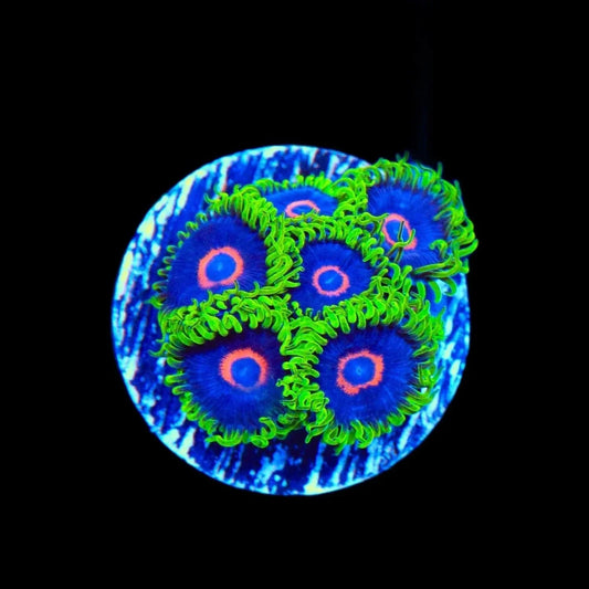 Purple Heart Zoanthids Coral