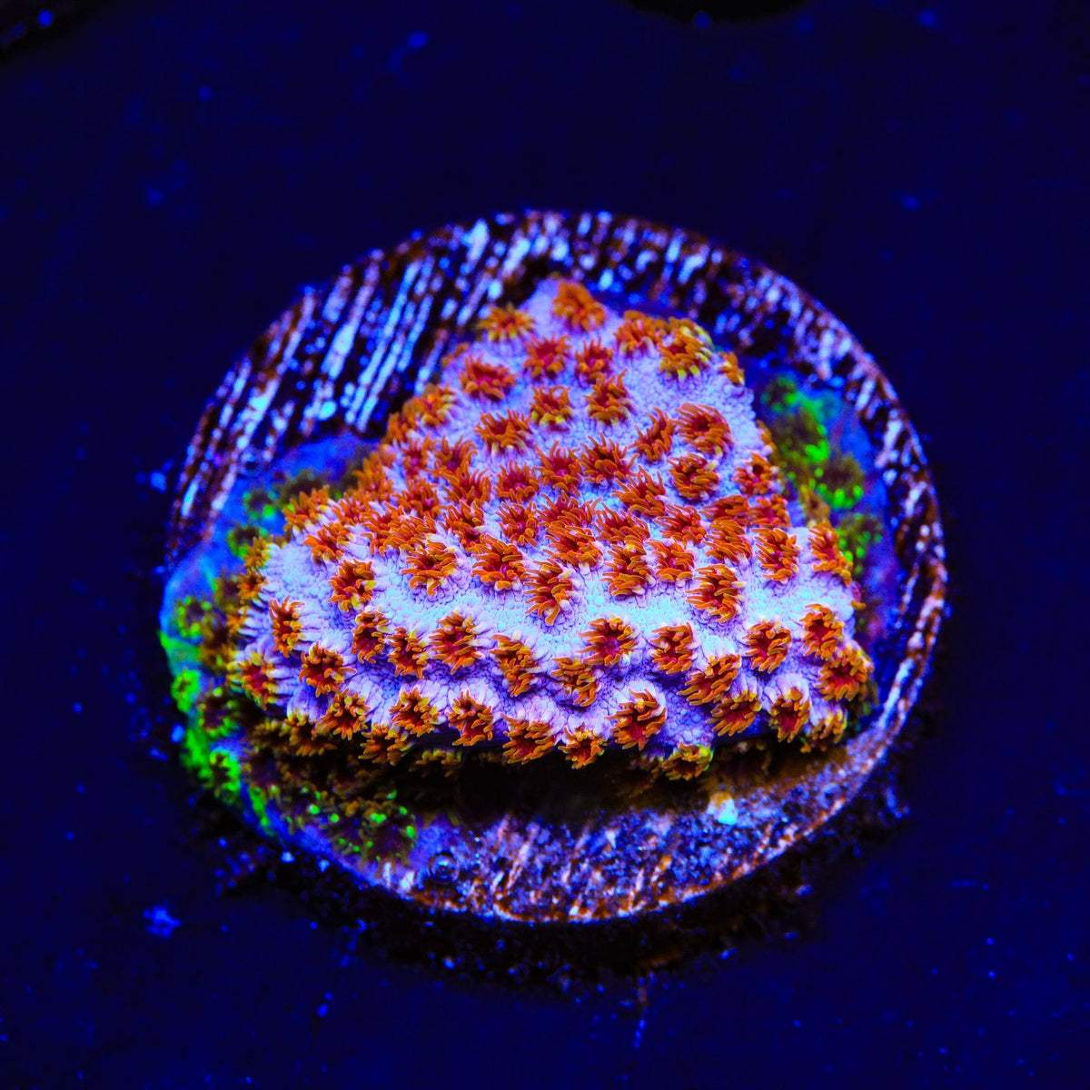Skittles Bomb Cyphastrea Coral