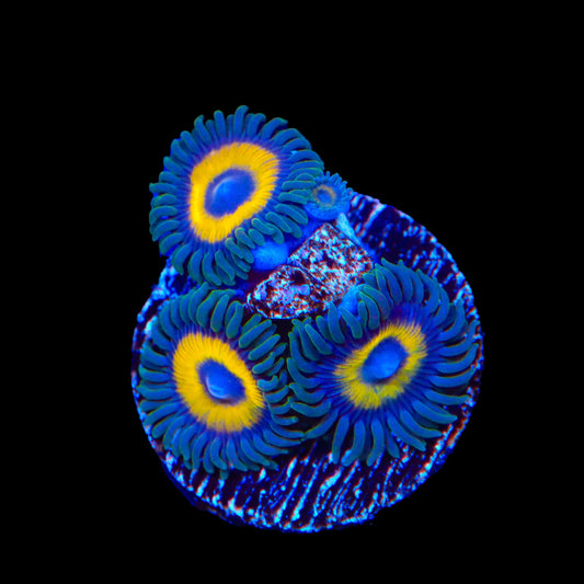 Yellow Submarine Zoanthids Coral