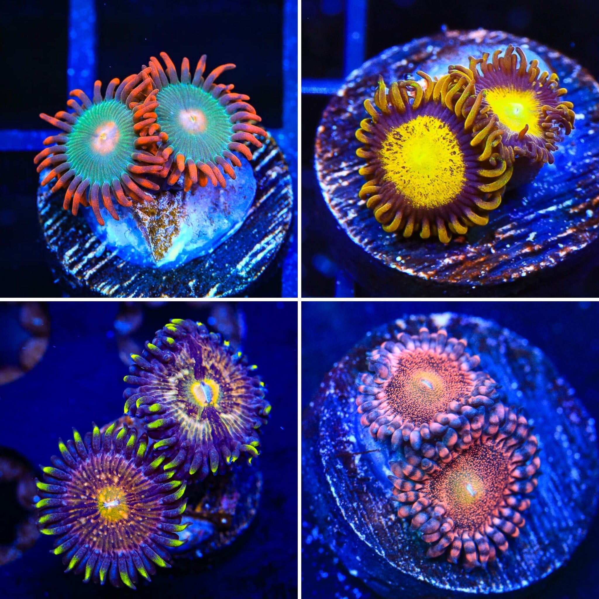 Zoanthid 4-Pack