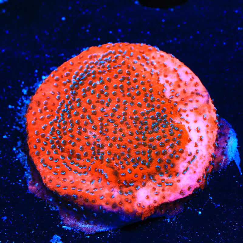 TSA Mega Chrome Montipora Coral