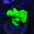Kelly Green Psammocora Coral - 3211