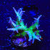 ORA Ponape Birdsnest Coral - 3211