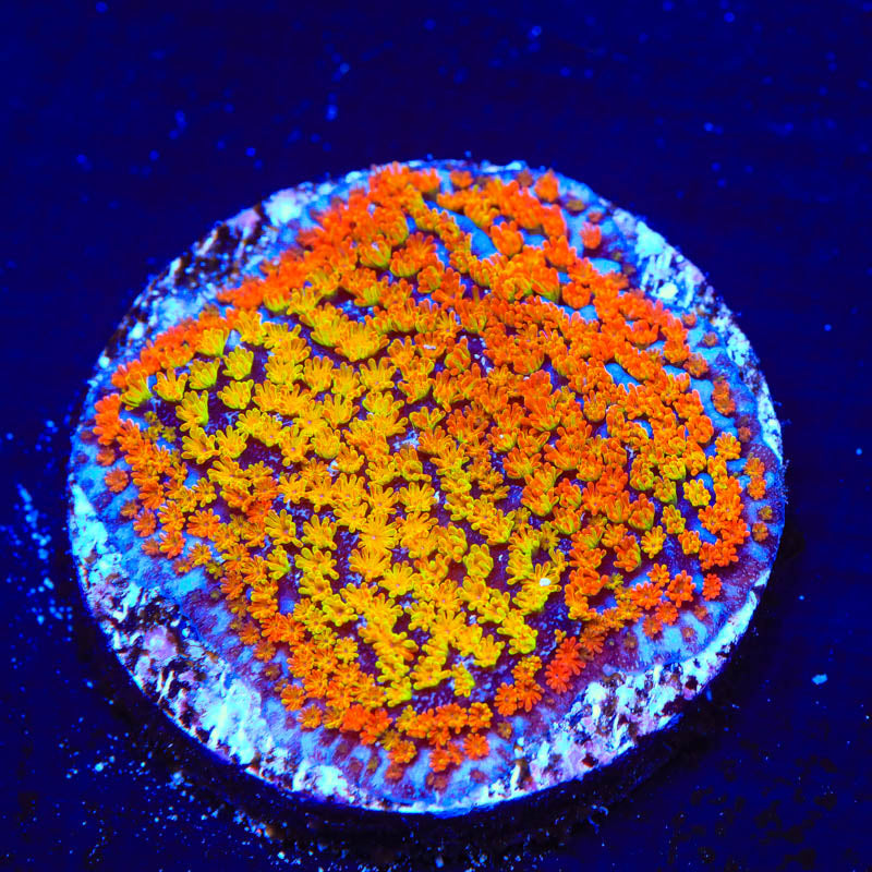 TSA Fruity Pebbles Montipora Coral