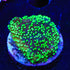 ORA Supernatural Montipora Cap Coral - 3211