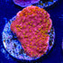 Reeftech Starburst Montipora Coral - 3211