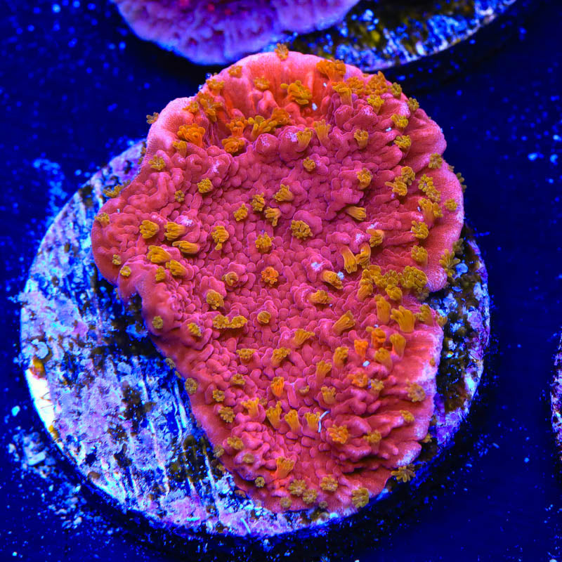 Reeftech Starburst Montipora Coral