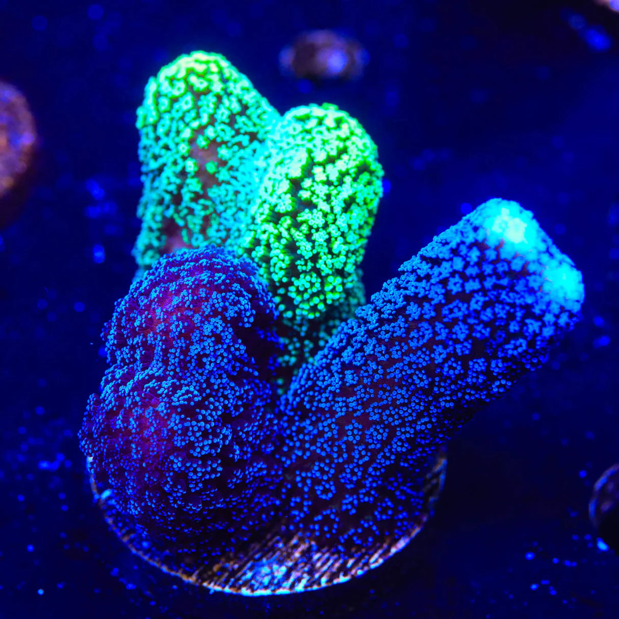 Triple Threat Stylophora Coral