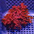 Red Pom Pom Gracilaria Algae
