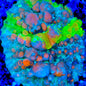 Cosmic Candy Grafted Bounce Chalice Coral