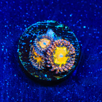 TSA Space Leopard Zoanthids Coral