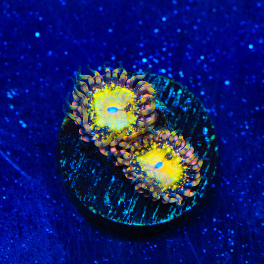 TSA Space Leopard Zoanthids Coral