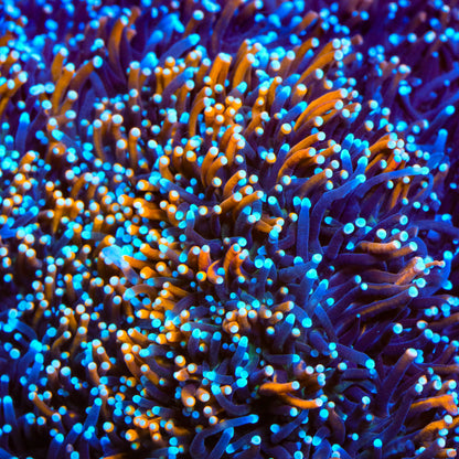 TSA Battlestar Galaxea Coral