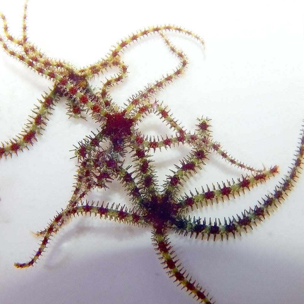 Micro Brittle Starfish - Sustainably Aquacultured