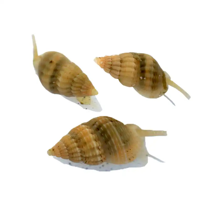 Mini Nassarius Snail - Sustainably Aquacultured