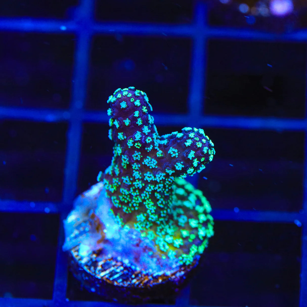 Stellar Stylophora Coral