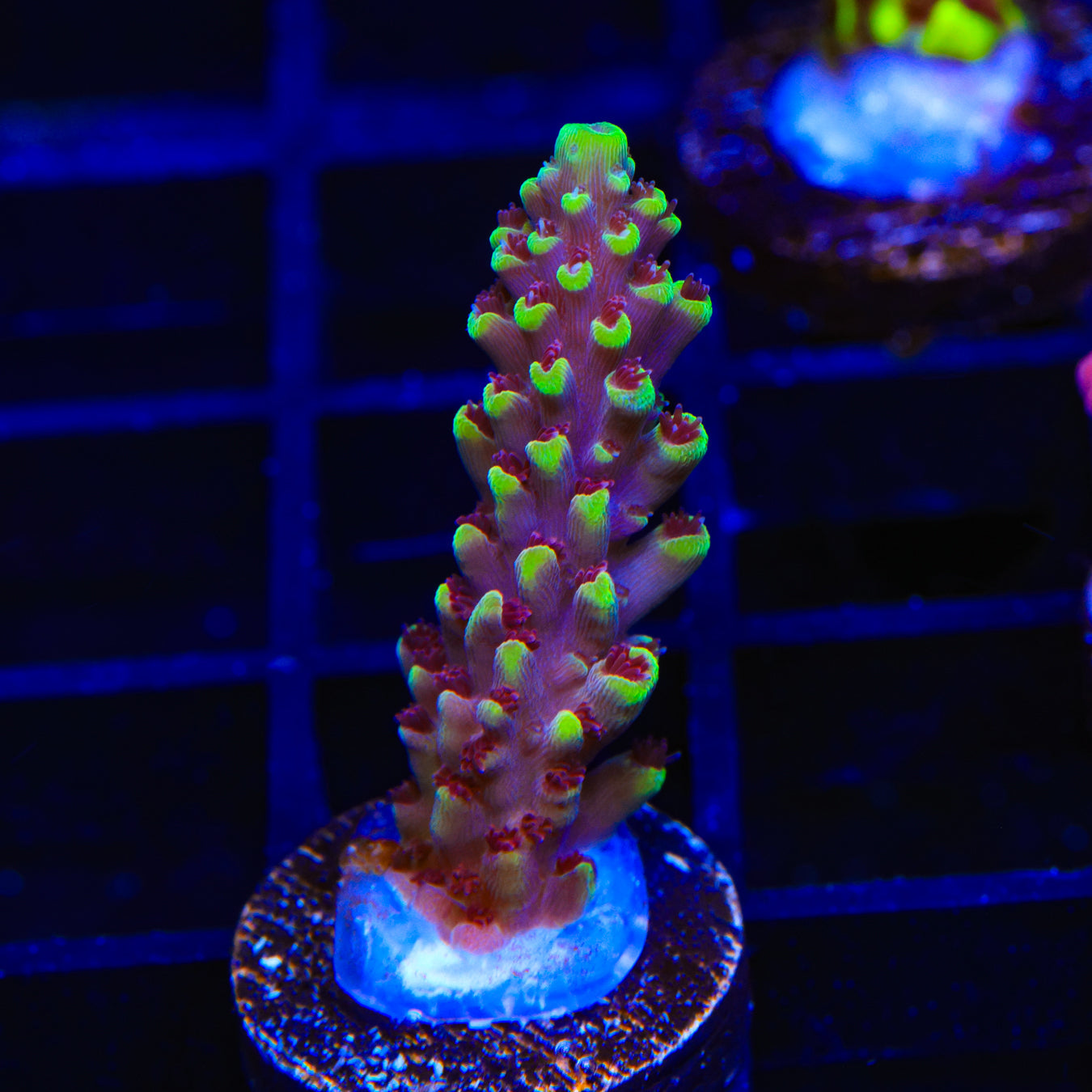 TGC Red Cadillac Acropora