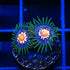 JF Daisy Cutters Zoanthids Coral