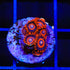 TSA Safe Crackers Zoanthids Coral