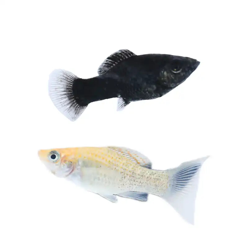 Saltwater Lyretail Molly Fish - Sustainably Aquacultured