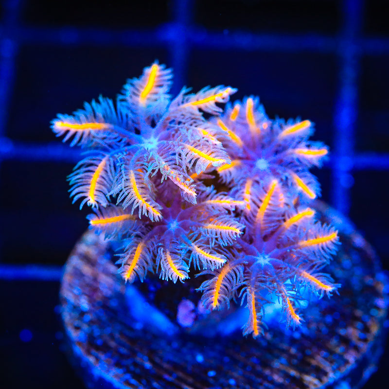 TSA Candy Corn Clove Polyps Coral