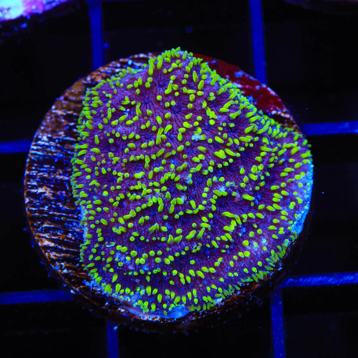TSA Space Ranger Lithohpyllon Coral