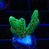 Ultra Green Birdnest Coral - 3211