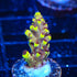 RRC Pink Cadillac Acropora Coral