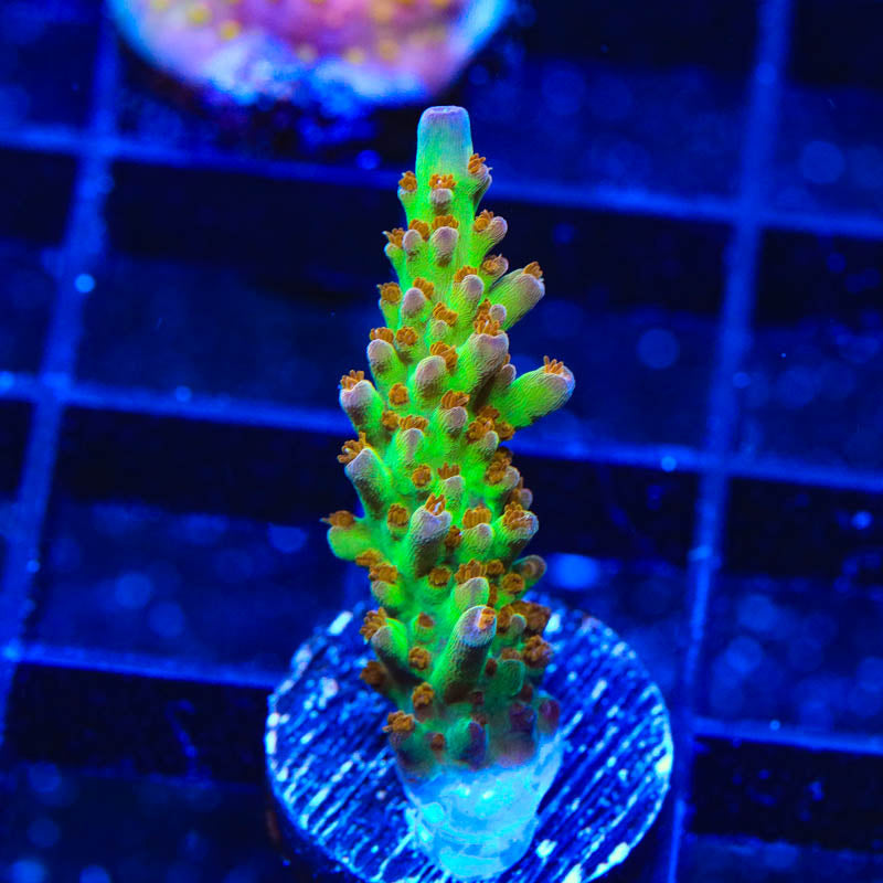 RR Wonderland Acropora Coral