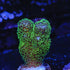 Green Polyp Pocillopora Coral - 3211