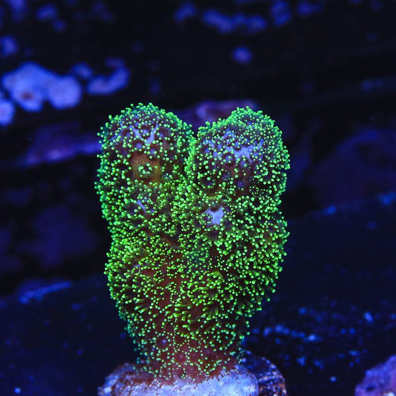 Green Polyp Pocillopora Coral