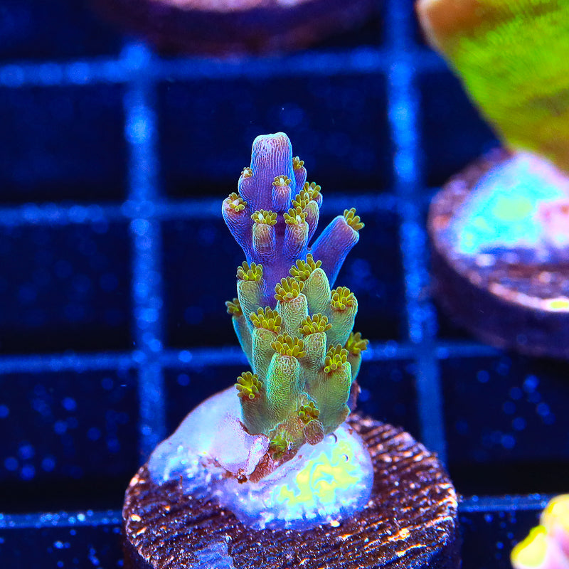 Tricolor Valida Acropora Coral