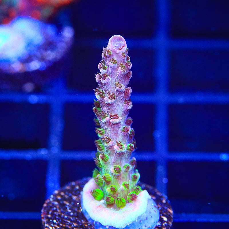 UC Dippin Dots Acropora Coral