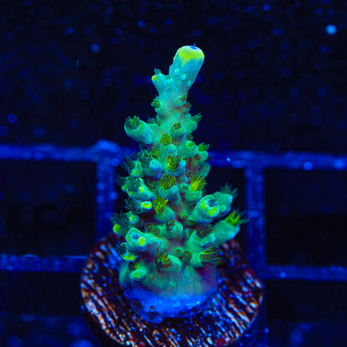 TSA Sprocket Acropora