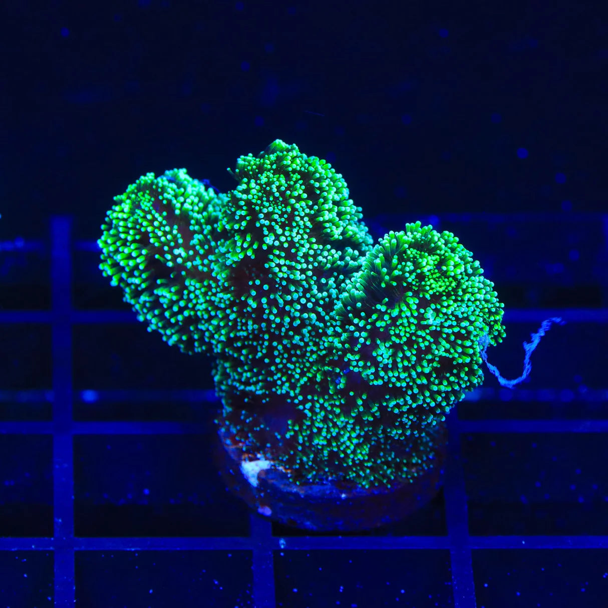 Green Stylophora Coral