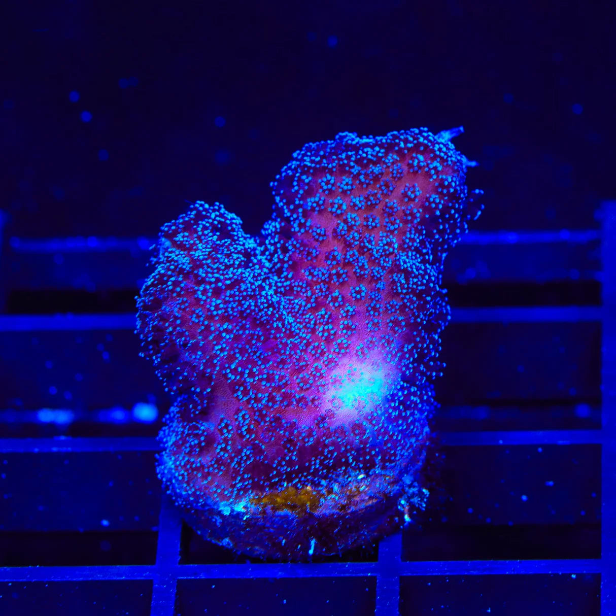 Purple Stylophora Coral