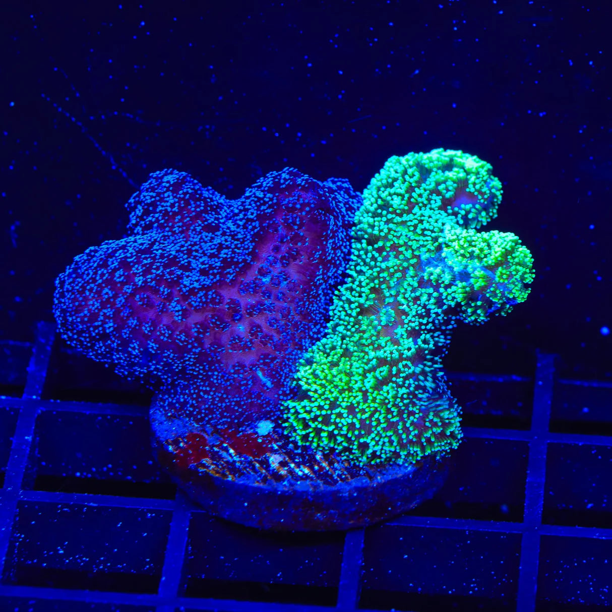 Double Trouble Stylophora Coral